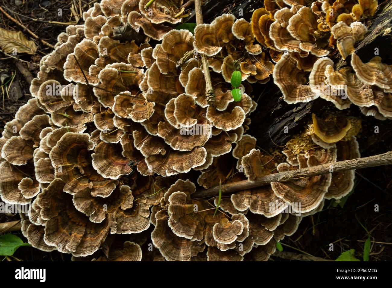 Gloeophyllum sepiarium mushroom on the tree into the forest. Rusty gilled polypore. Stock Photo