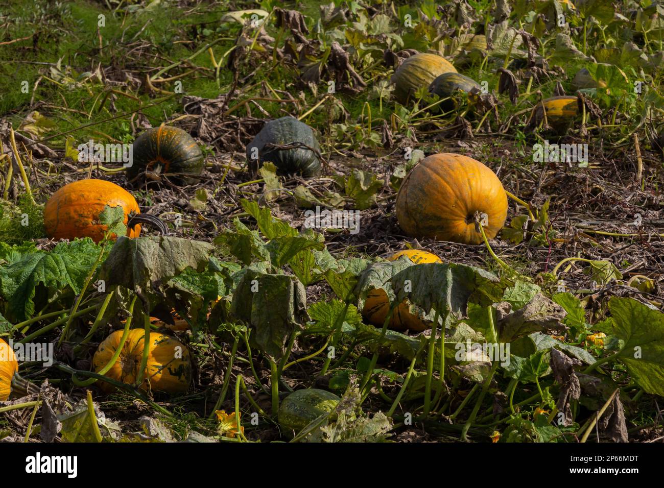 Pumpkin plants with rich harvest on a field ready to be harvested Stock ...