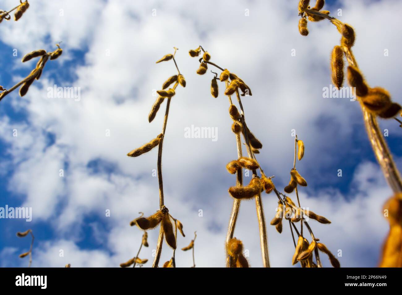 Soybeans pod macro. Harvest of soy beans agriculture legumes plant