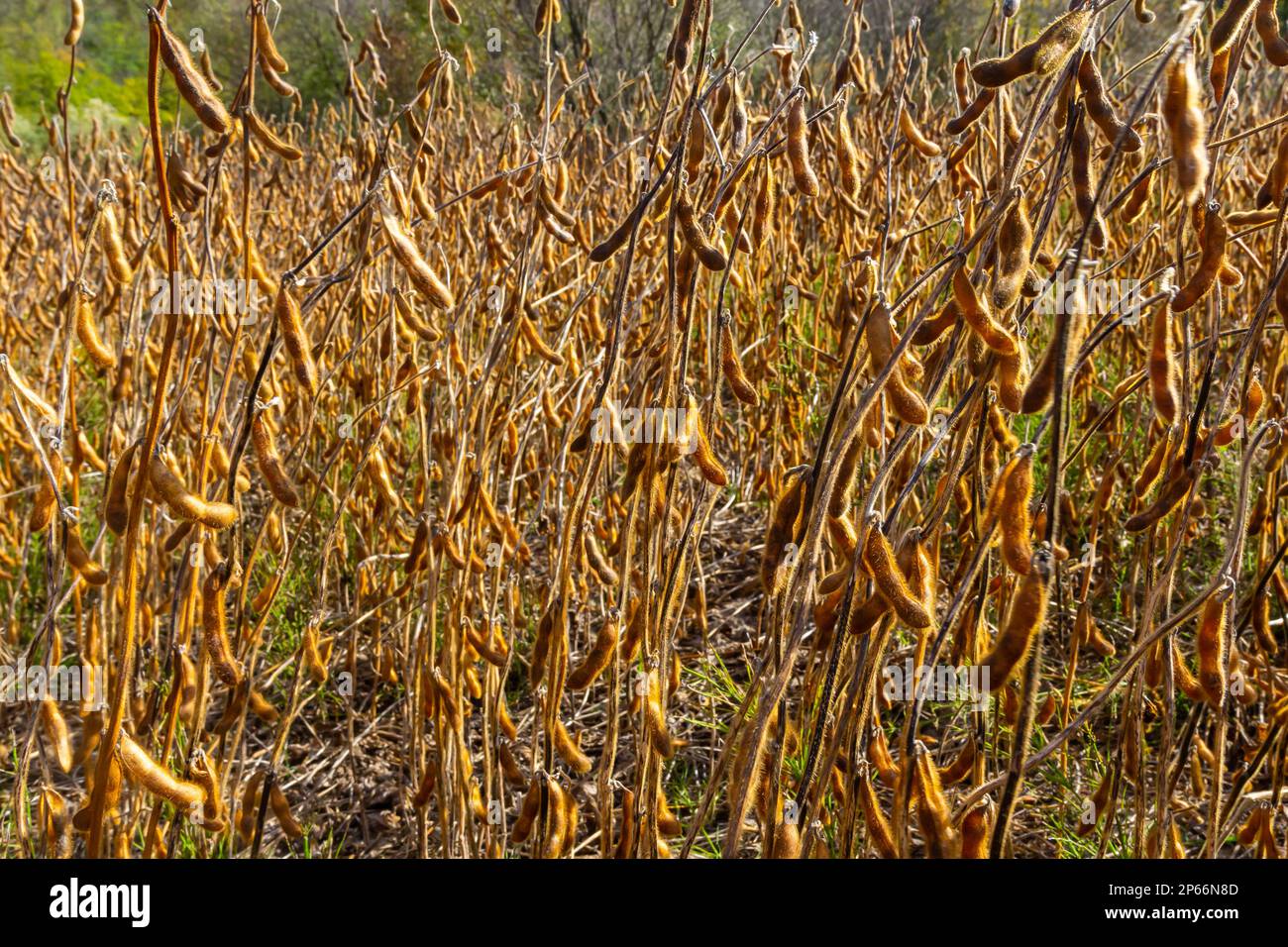 Soybean fields. Ripe goldenyellow soybean pods at sunset. Soybean field in the golden glow