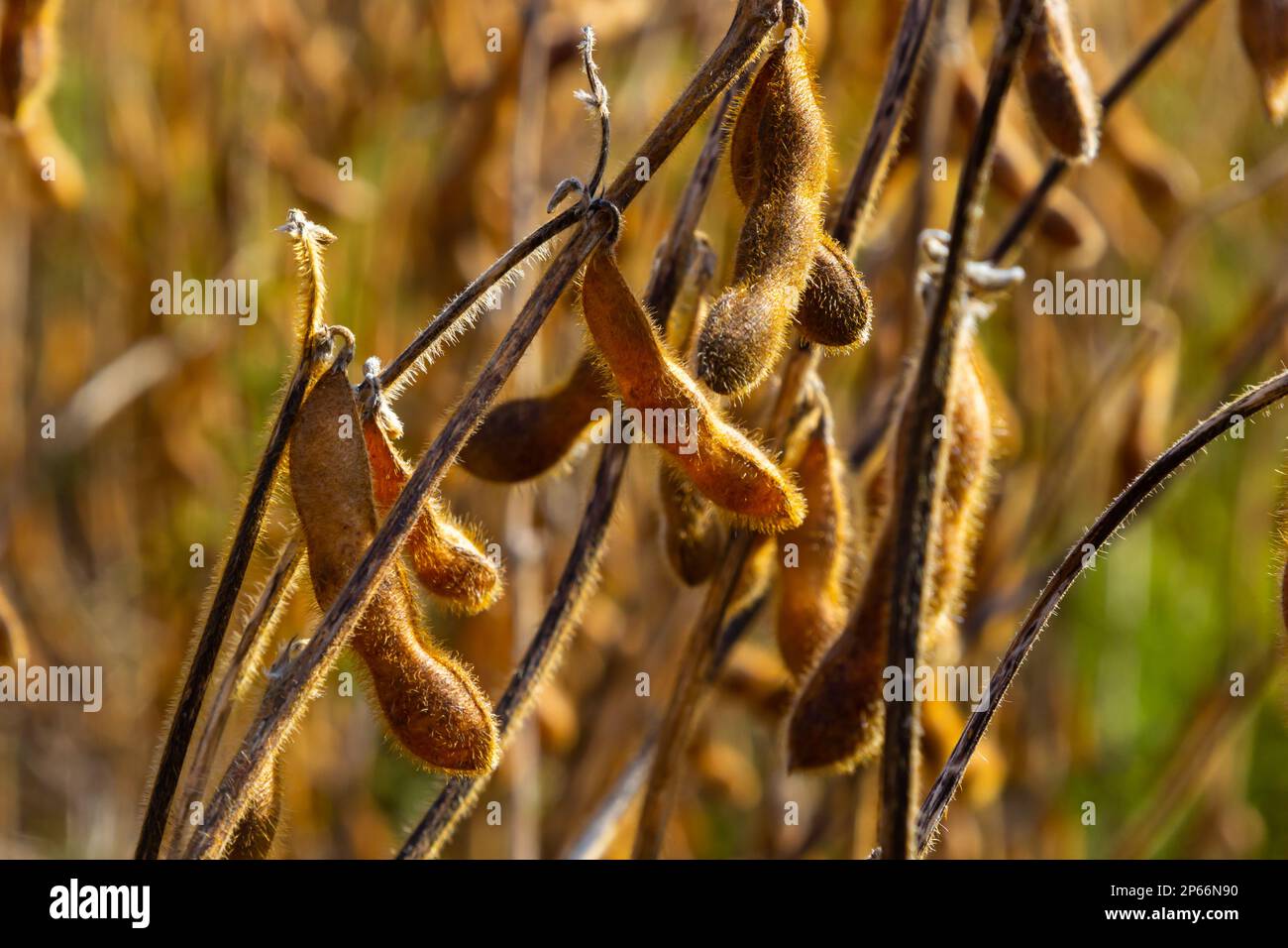 Soybean fields. Ripe goldenyellow soybean pods at sunset. Soybean