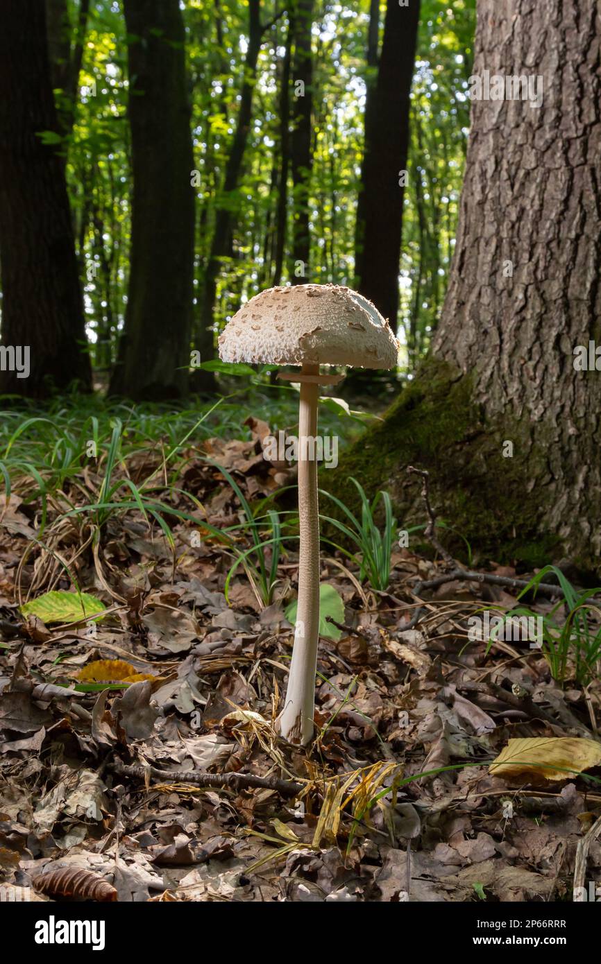 Macrolepiota procera or Lepiota procera mushroom growing in the autumn forest, close up. Beauty with long slim leg with sliding ring and large scaly h Stock Photo