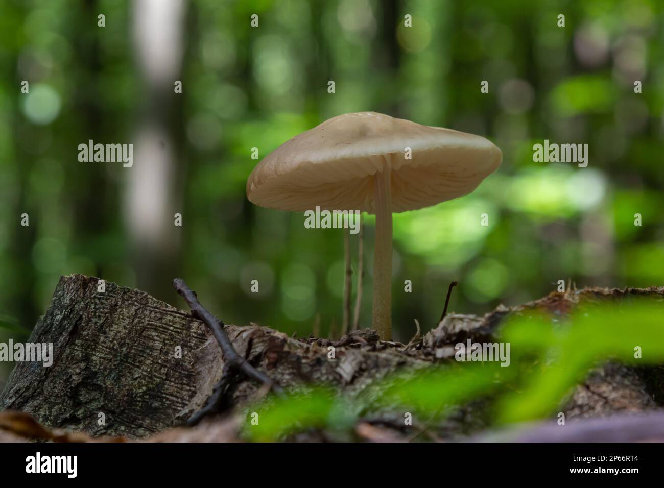 The Common Bonnet Mycena galericulata is an inedible mushroom , an intresting photo. Stock Photo
