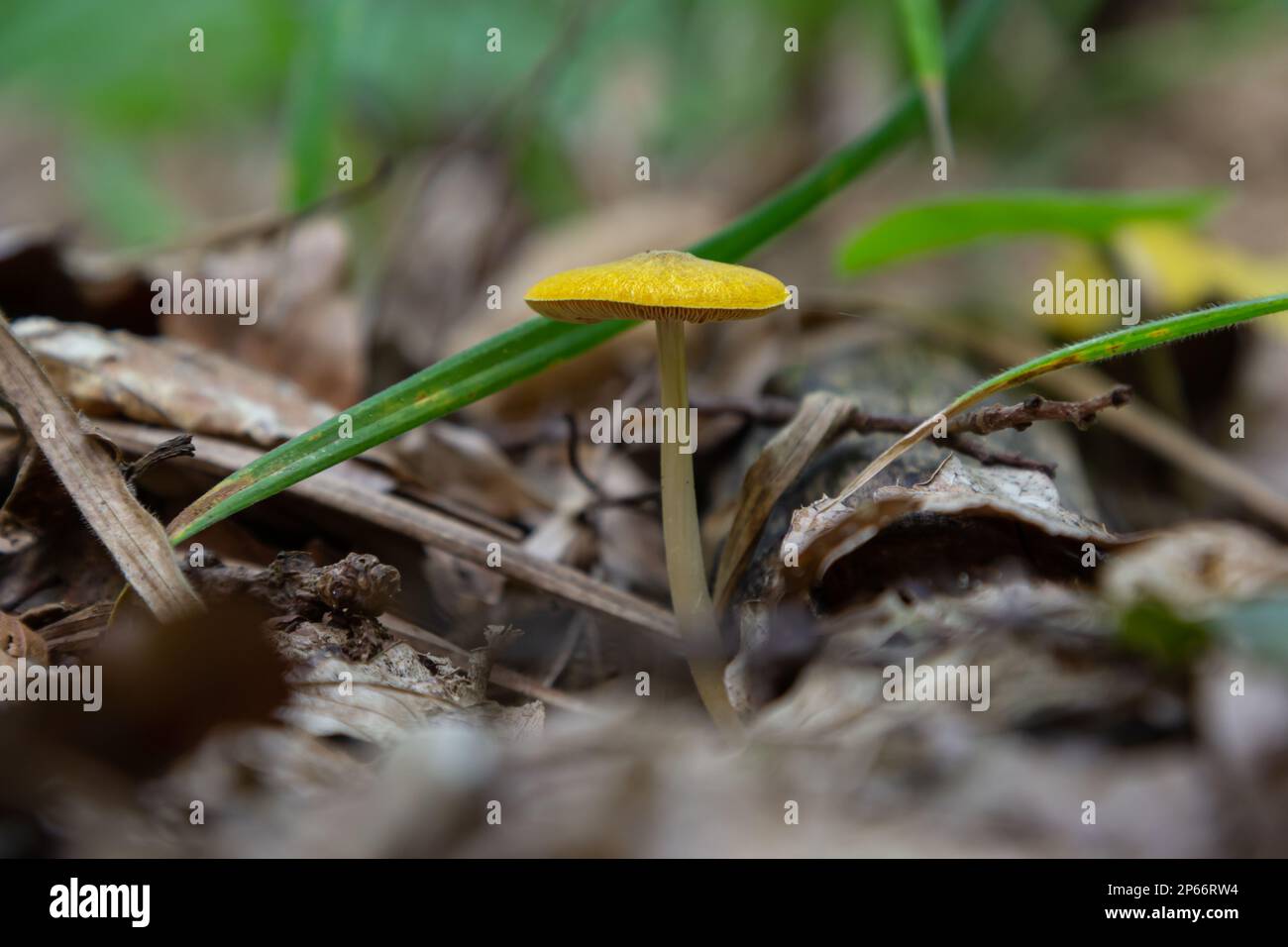 Yellow Field Cap Mushroom Bolbitius titubans sometimes called the Egg Yolk Fungus. Stock Photo
