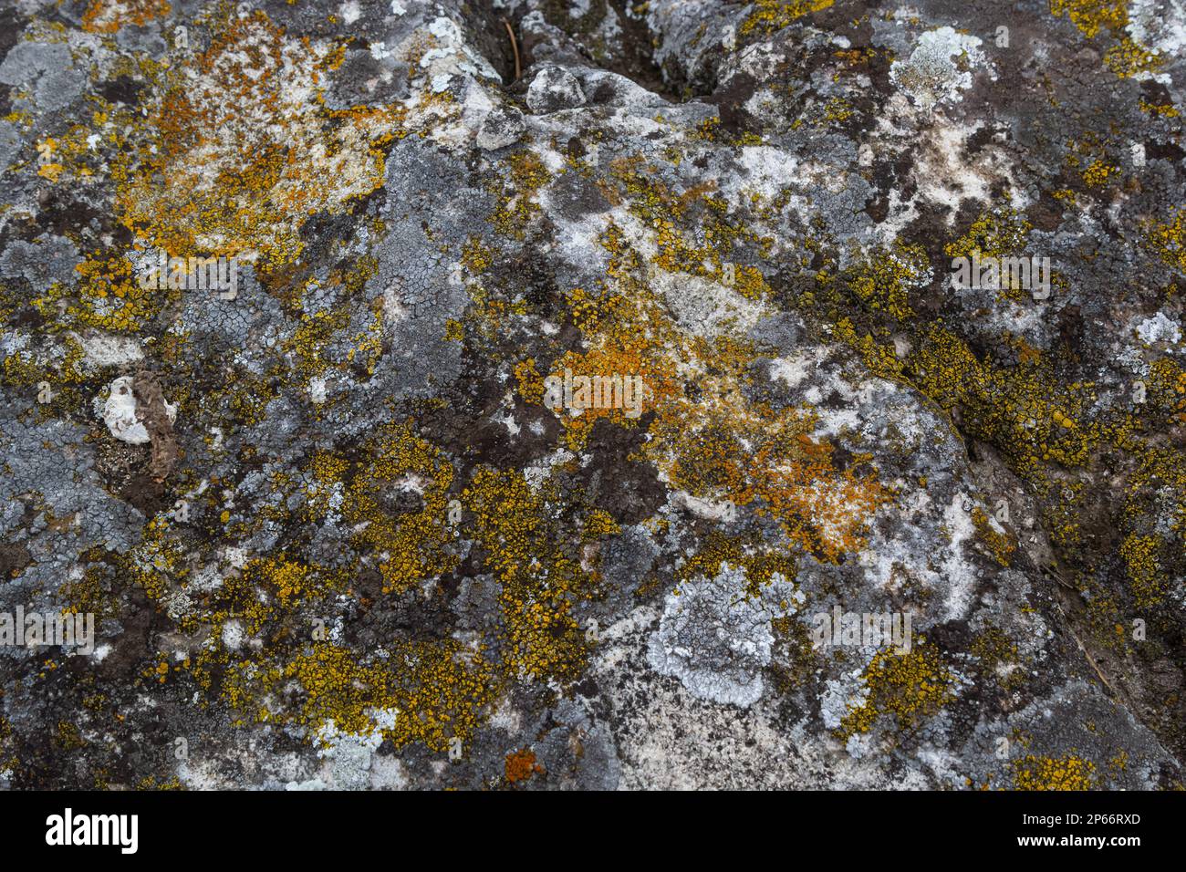 Close up of Xanthoria parietina. Yellow lichen on the bark of a tree. common orange lichen, yellow scale, maritime sunburst lichen and shore lichen. Stock Photo