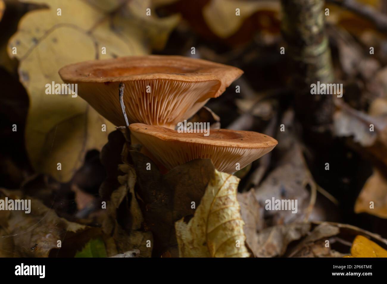 Edible mushroom called niscalo, red pine mushroom Lactarius deliciosus