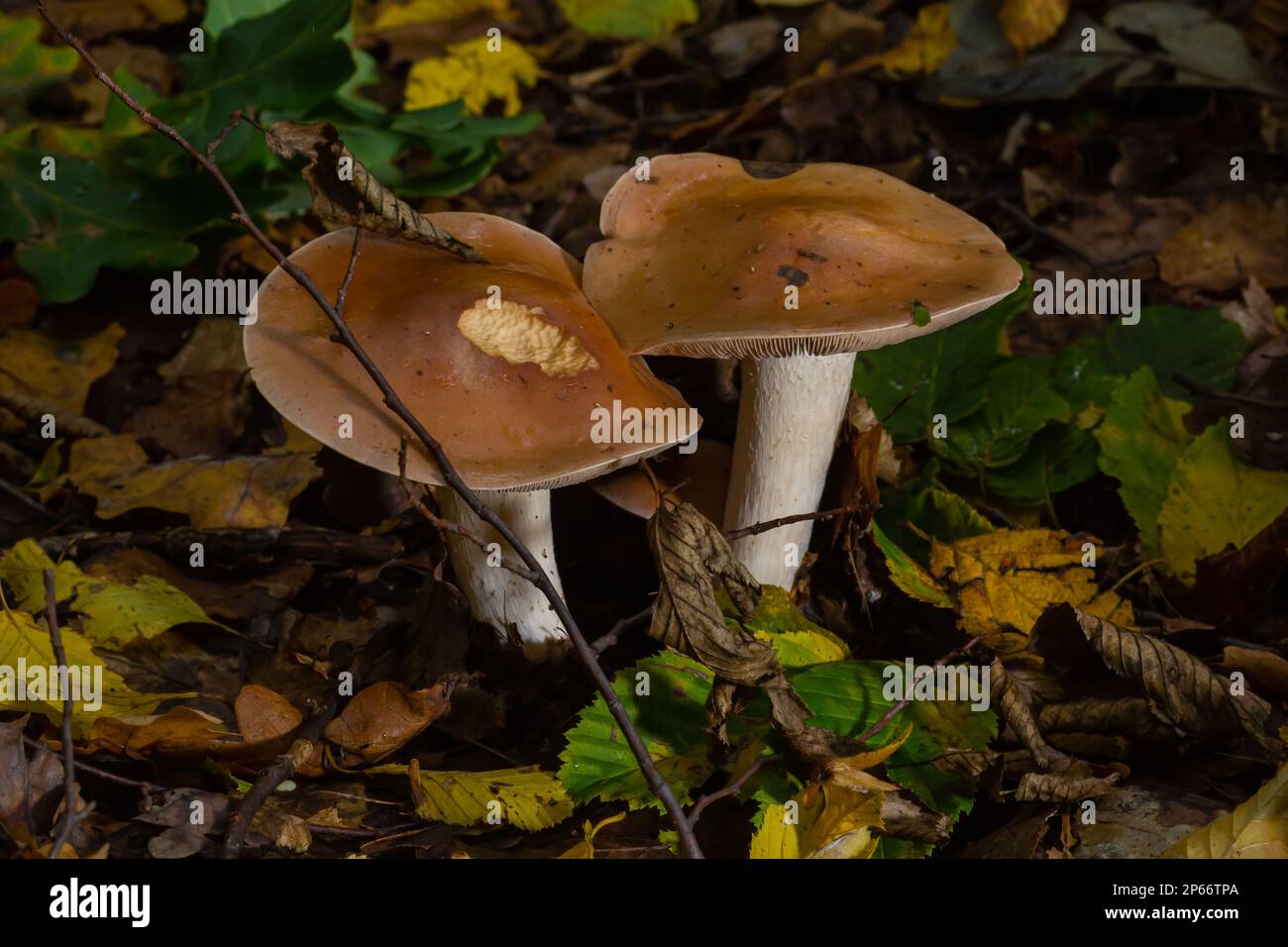Poison Pie Mushroom Hebeloma crustuliniforme growing through the autumnal leaves. Stock Photo