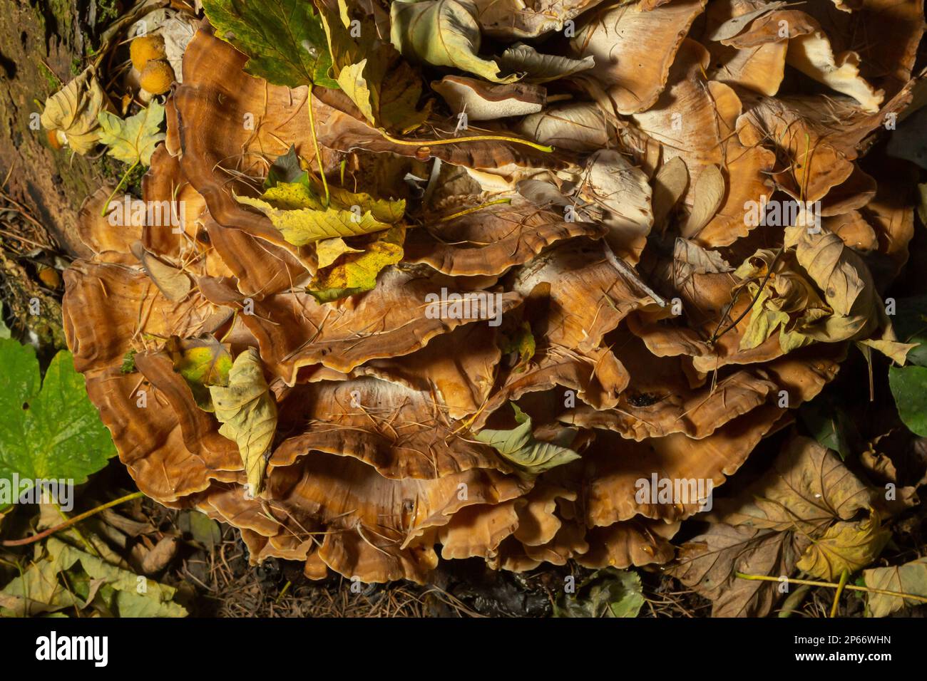 Meripilus giganteus in the forest. Meripilus giganteus, polypore fungus ...