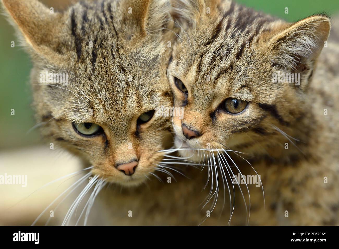Scottish Wildcat Close up Of Female With Kitten Bred In The Captive 