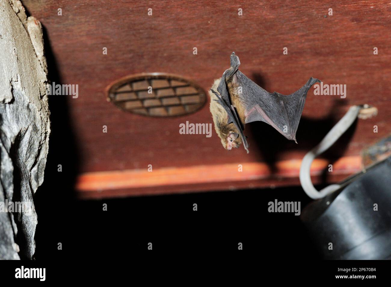 Soprano pipistrelle (Pipistrellus pygmaeus), leaving roost in building, Inverness-shire, Scotland, July 2010 Stock Photo