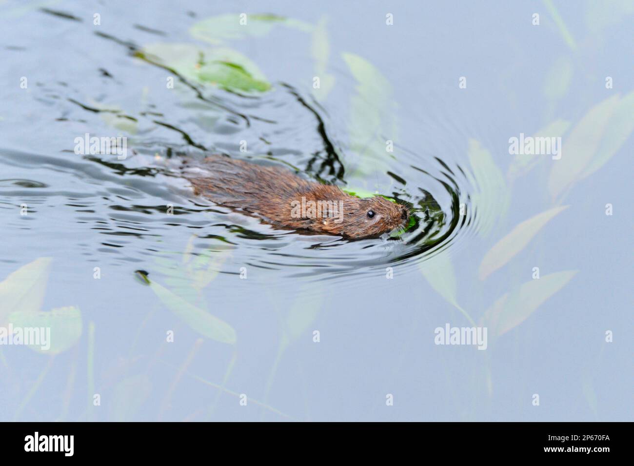 Water Vole (Arvicola terrestris) swimming in the Cromford Canal, Derbyshire, England, October 2008 Stock Photo