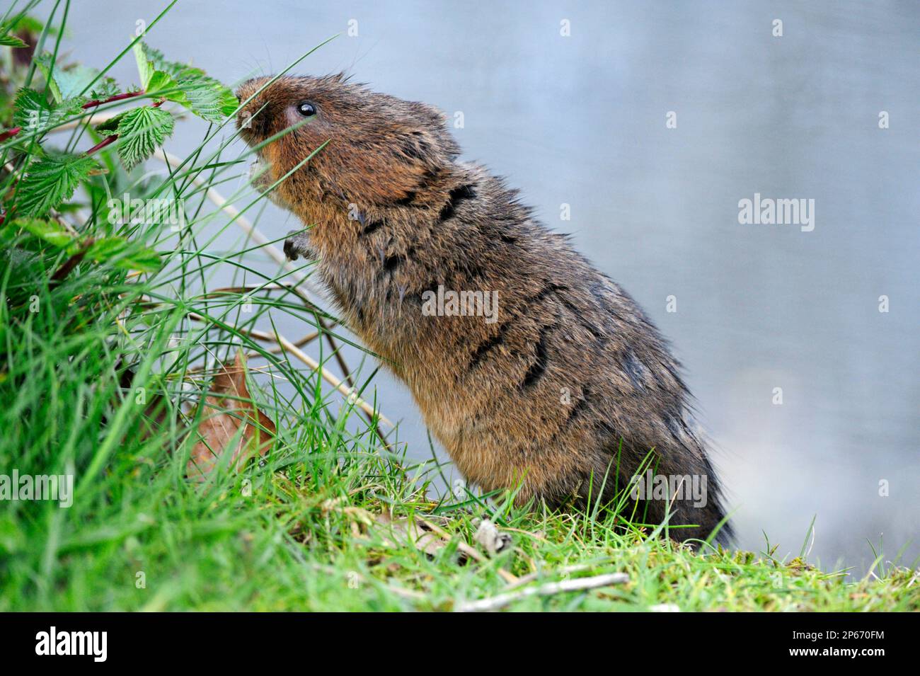 Water Vole (Arvicola terrestris) feeding on meadowsweet on the bank of the Cromford Canal, Derbyshire, England, April Stock Photo