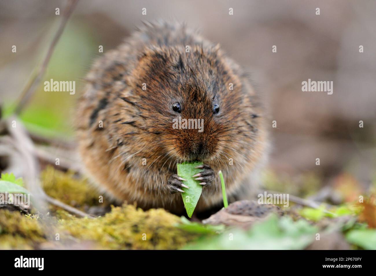 Water Vole (Arvicola terrestris) feeding on leaf on the bank of the Cromford Canal, Derbyshire, England, April 2009 Stock Photo