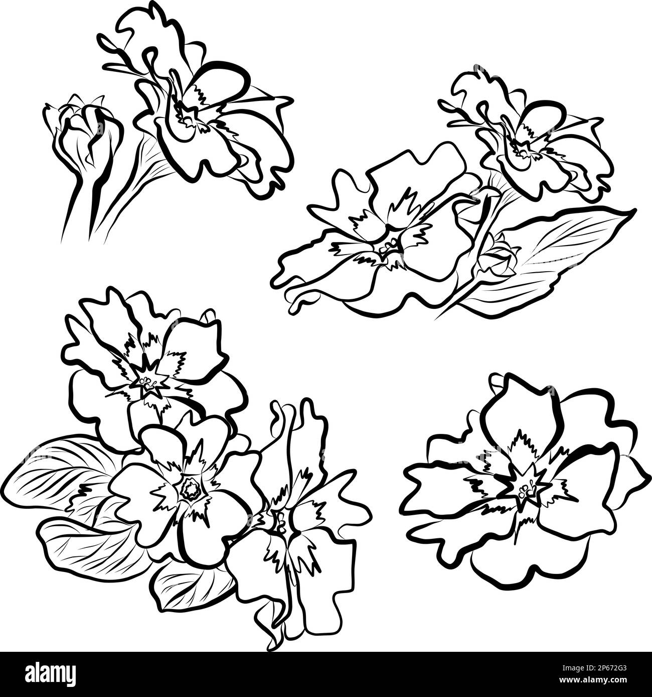 primrose vector drawing flowers bouquet Stock Vector