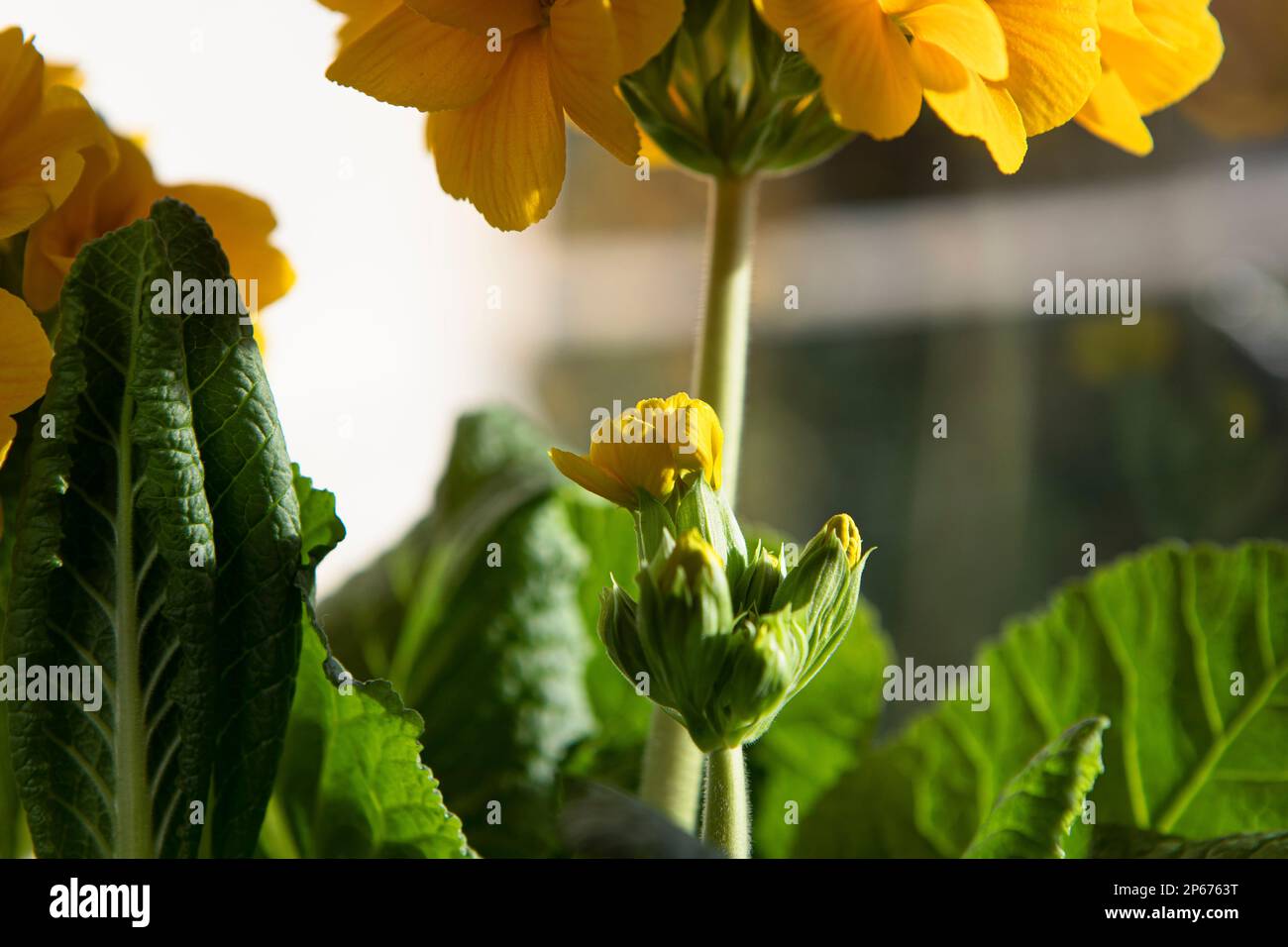 Primula elatior, yellow spring flower buds close-up. Flower bud macro, spring new life. Primrose background. Stock Photo