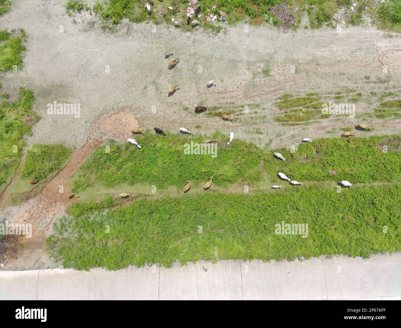 aerial view of a herd of cows being herded. natural farm photo concept. Stock Photo