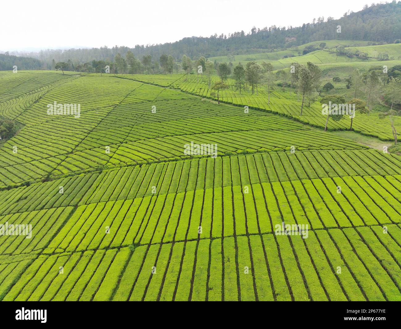 Tea Terrains Aerial view of beautifully patterned tea fields. Natural landscape ...