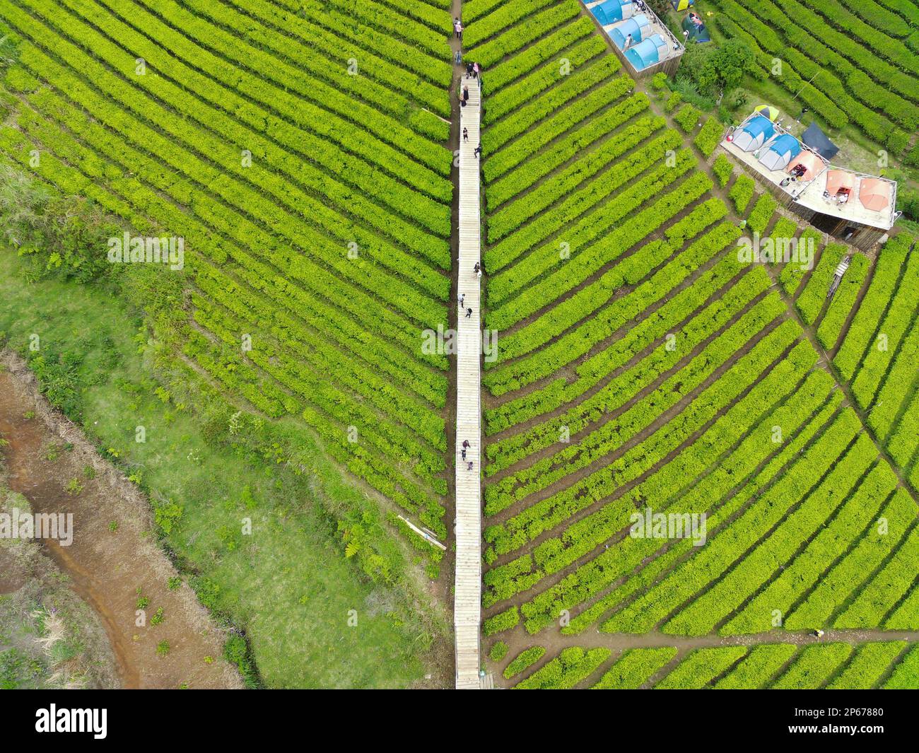 Tea Field Model Aerial view of beautifully patterned tea fields. Natural landscape ...