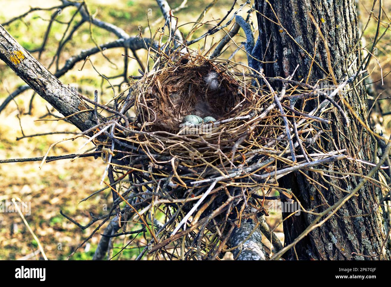 Nidology, study of birds nest. Hooded crow (Corvus cornix) nest. Clutch