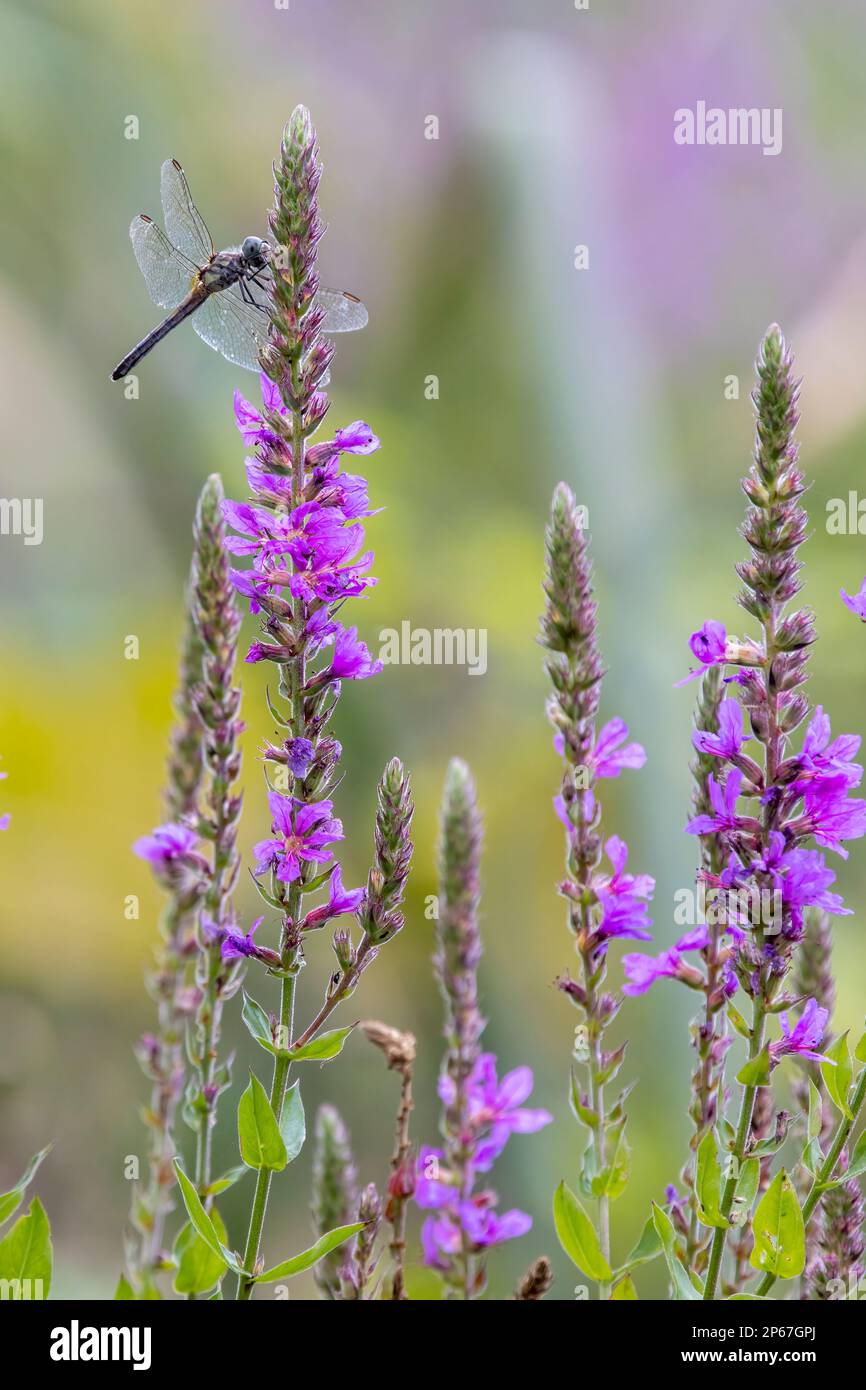 Summer Wild Flowers and Dragonfly, Massachusetts, New England, United