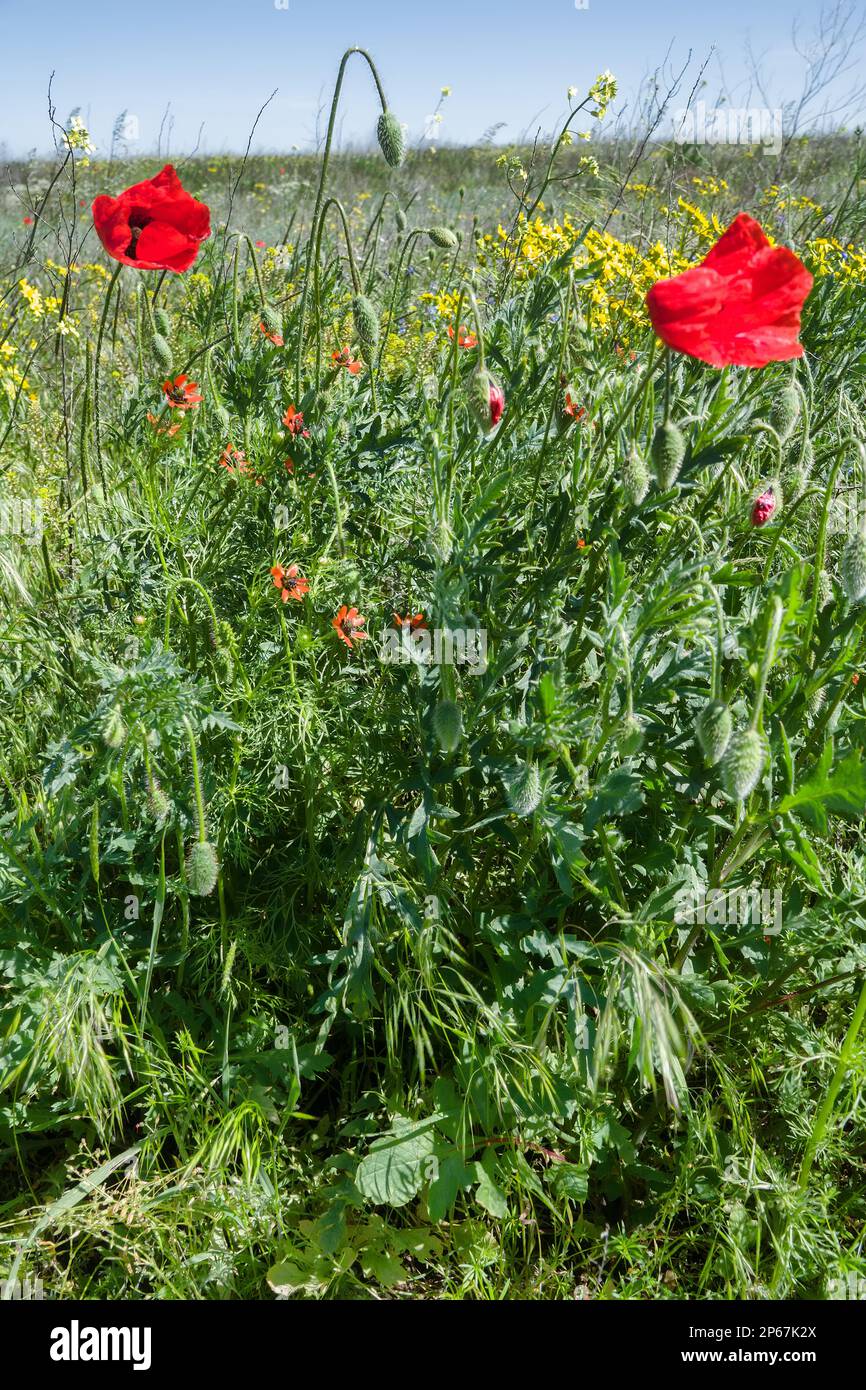 Xeropolum. Field poppy (Papaver rhoeas) bloom in spring in ...