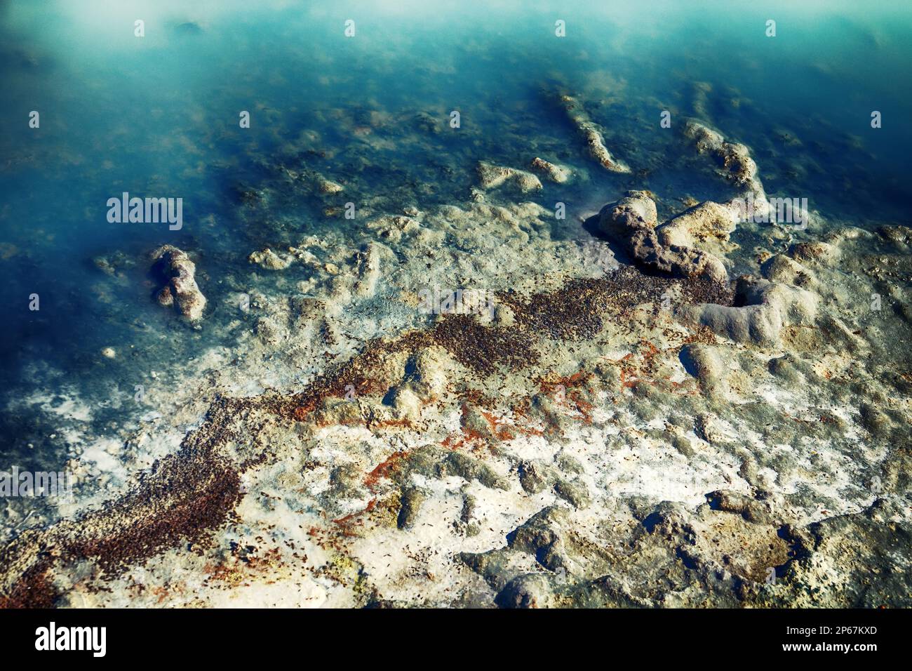 Hydrogen sulfide stagnant salt marsh. Gas turns turbid-blue in water on light. All living things die in such an environment. Mosquito larvae mass dyin Stock Photo