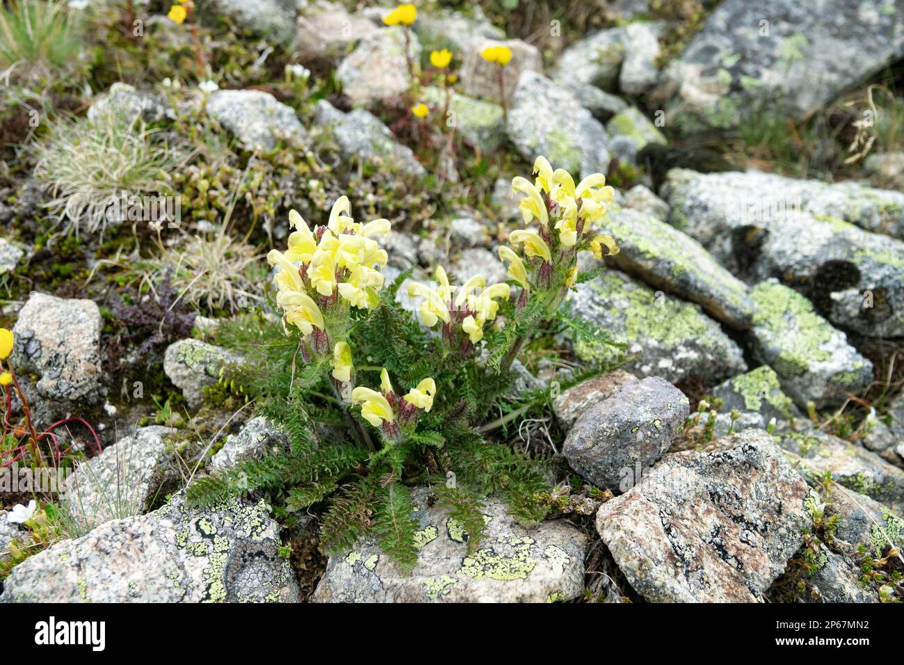 Lousewort, wood betony (Pedicularis caucasica) or Pedicularis kaufmannii on the alpine meadows of the Caucasus. 3000 a.s.l. Stock Photo