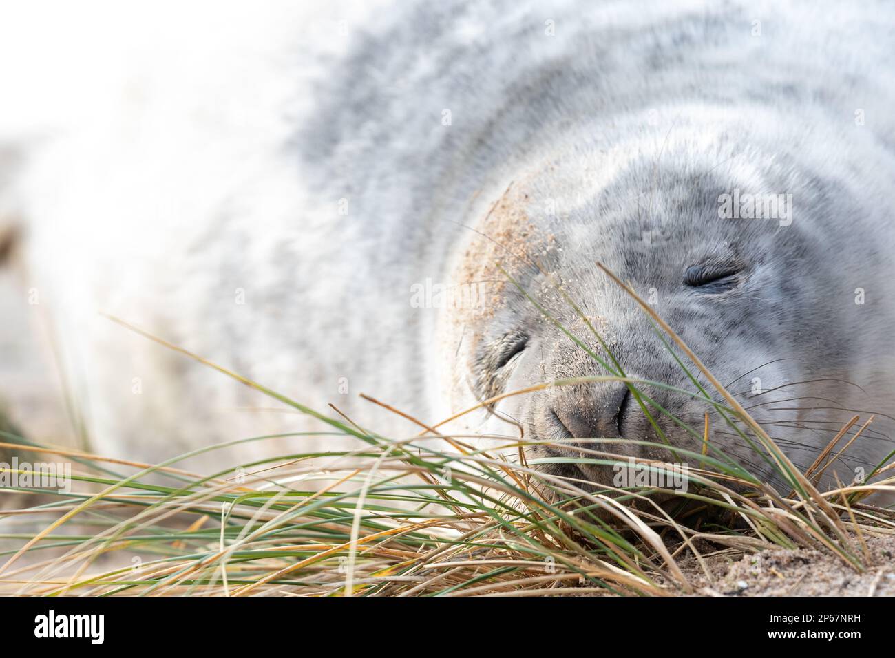 A young grey seal is changing its coat, lying in the sand and sleeping