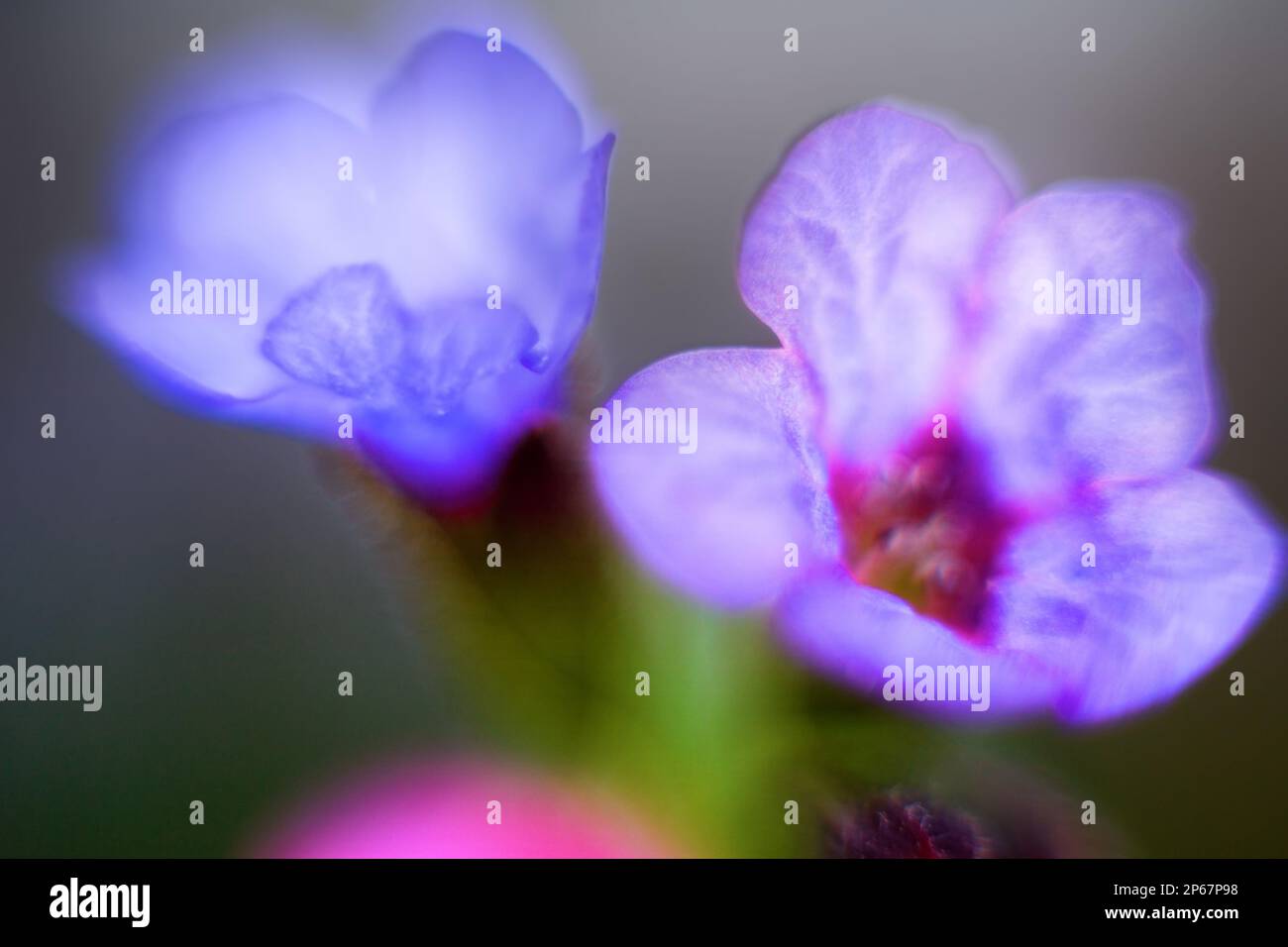 The blue flower is made in the technique of ultra-small depth of field. Macro Cowslip of Jerusalem (Pulmonaria) Stock Photo