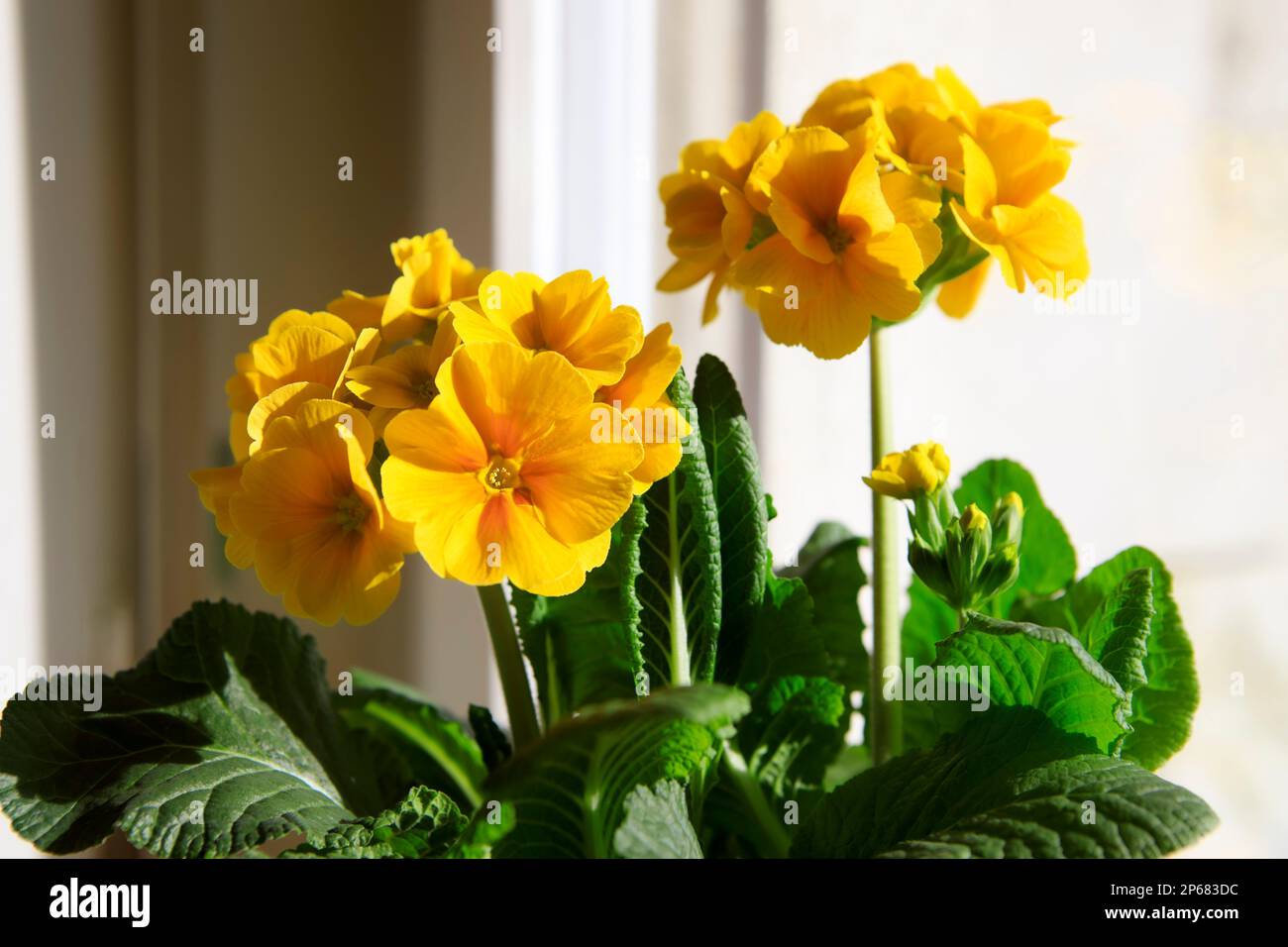 Primula elatior, golden yellow spring flowers indoors. Primrose flower head close-up with green leaves, spring potted plant. Stock Photo