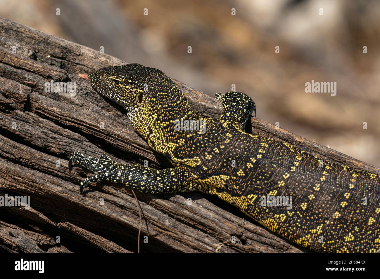 Nile Monitor (Varanus niloticus), Chobe National Park, Botswana, Africa Stock Photo