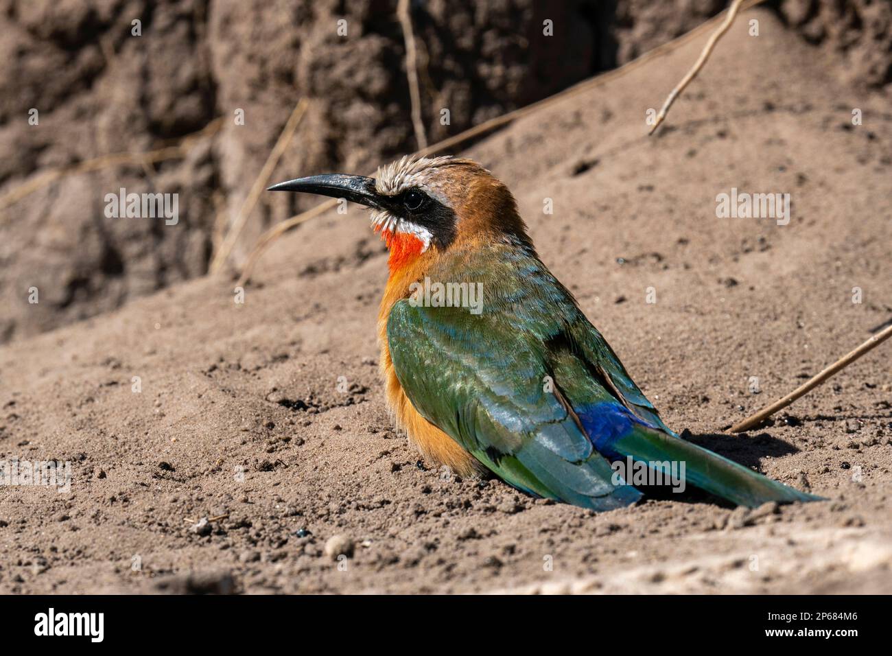 White-fronted bee-eater (Merops bullockoides), Chobe National Park ...