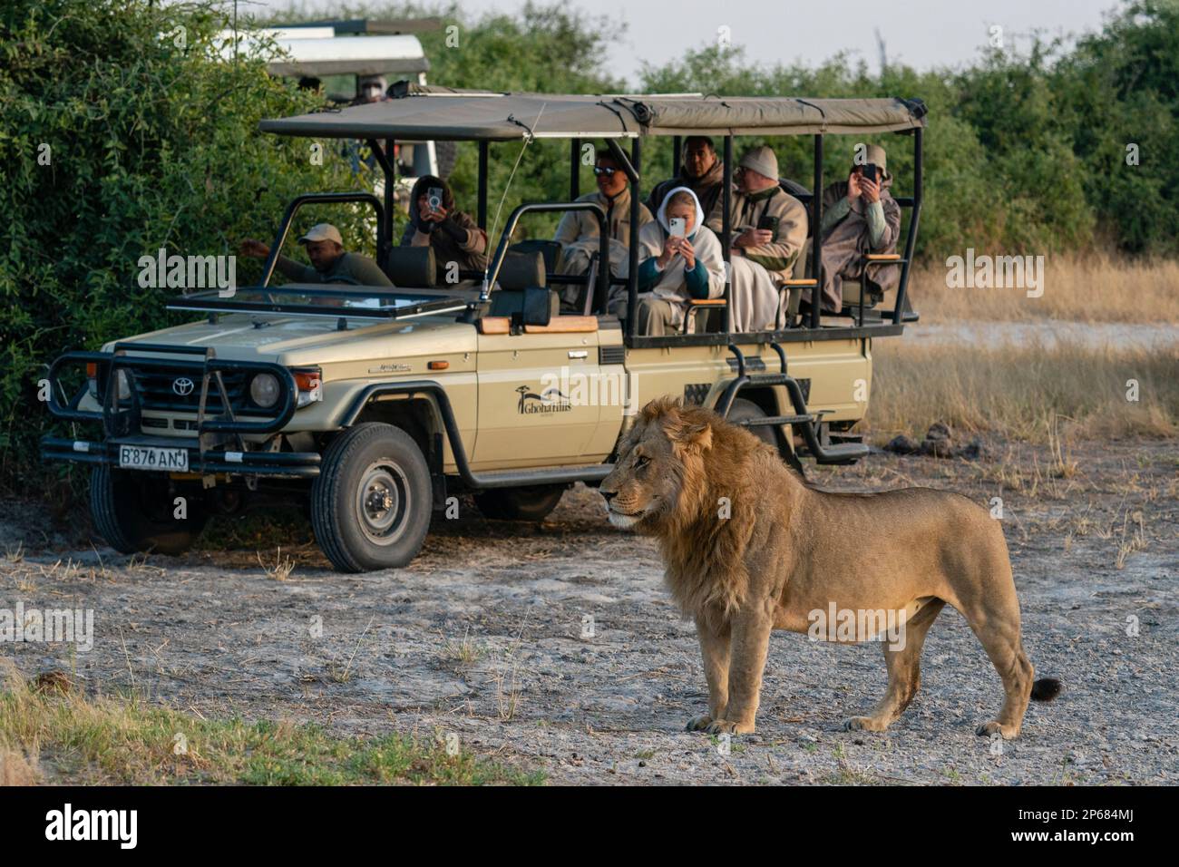 Tourists in a safari vehicle watching a lion (Panthera leo), Savuti, Chobe National Park, Botswana, Africa Stock Photo
