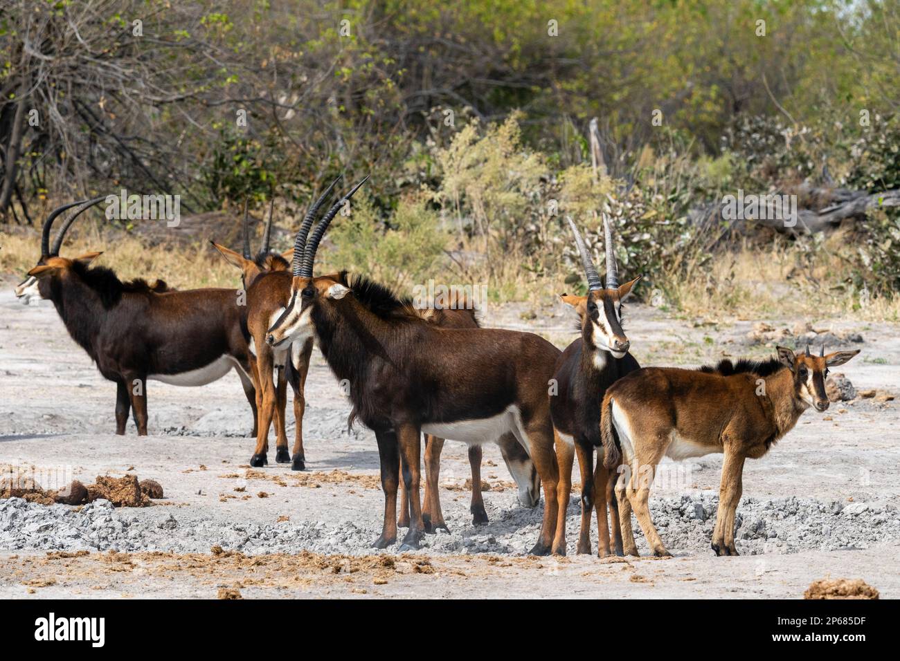 Sable antelopes (Hippotragus niger), Khwai Concession, Okavango Delta, Botswana, Africa Stock Photo