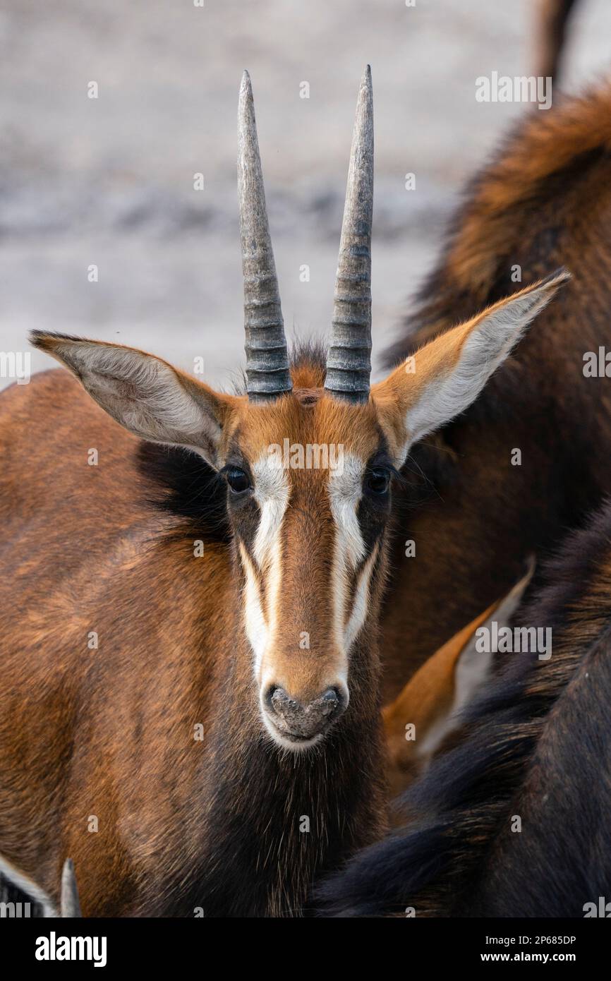 Sable antelope (Hippotragus niger), Khwai Concession, Okavango Delta, Botswana, Africa Stock Photo