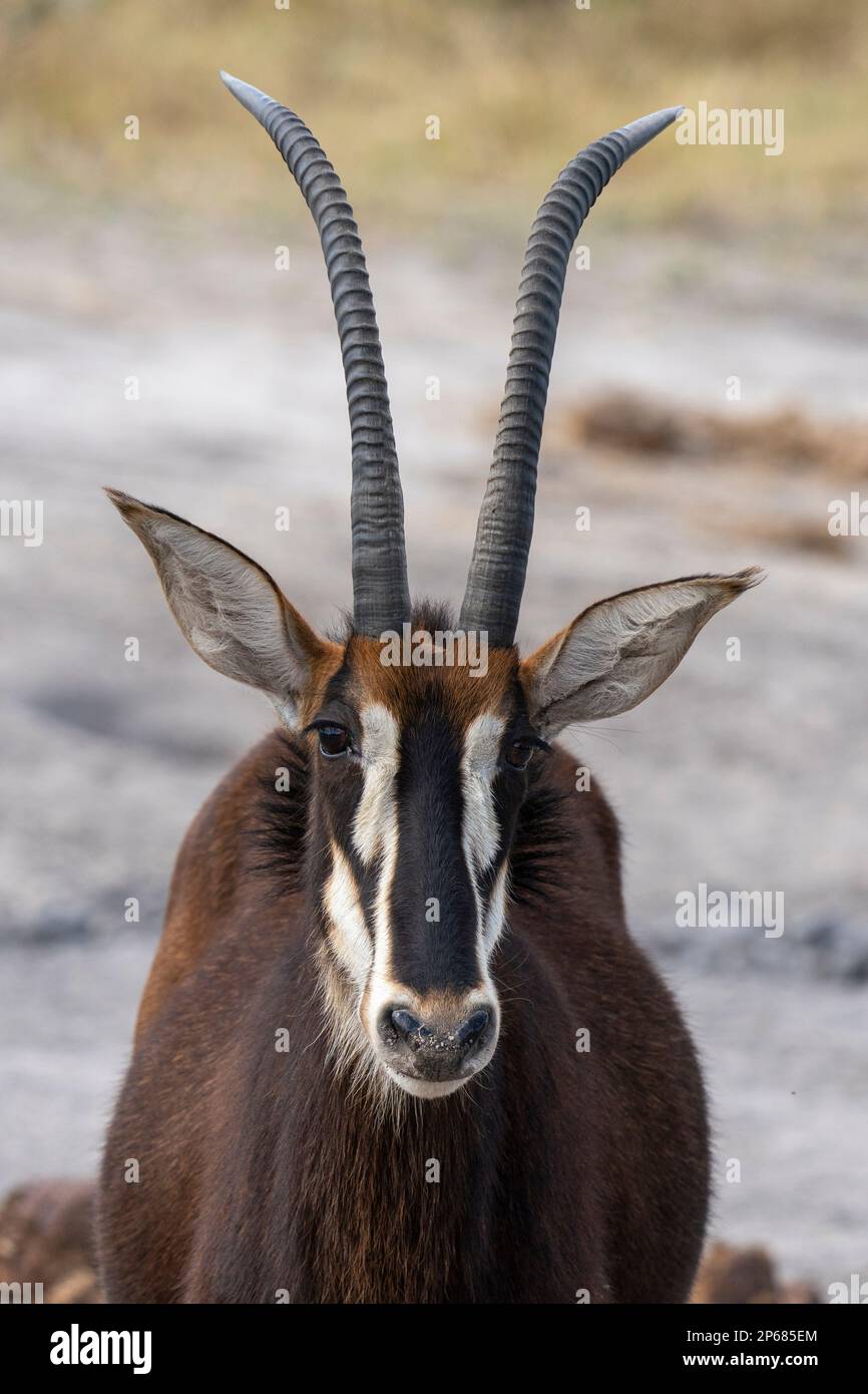 Sable antelope (Hippotragus niger), Khwai Concession, Okavango Delta, Botswana, Africa Stock Photo
