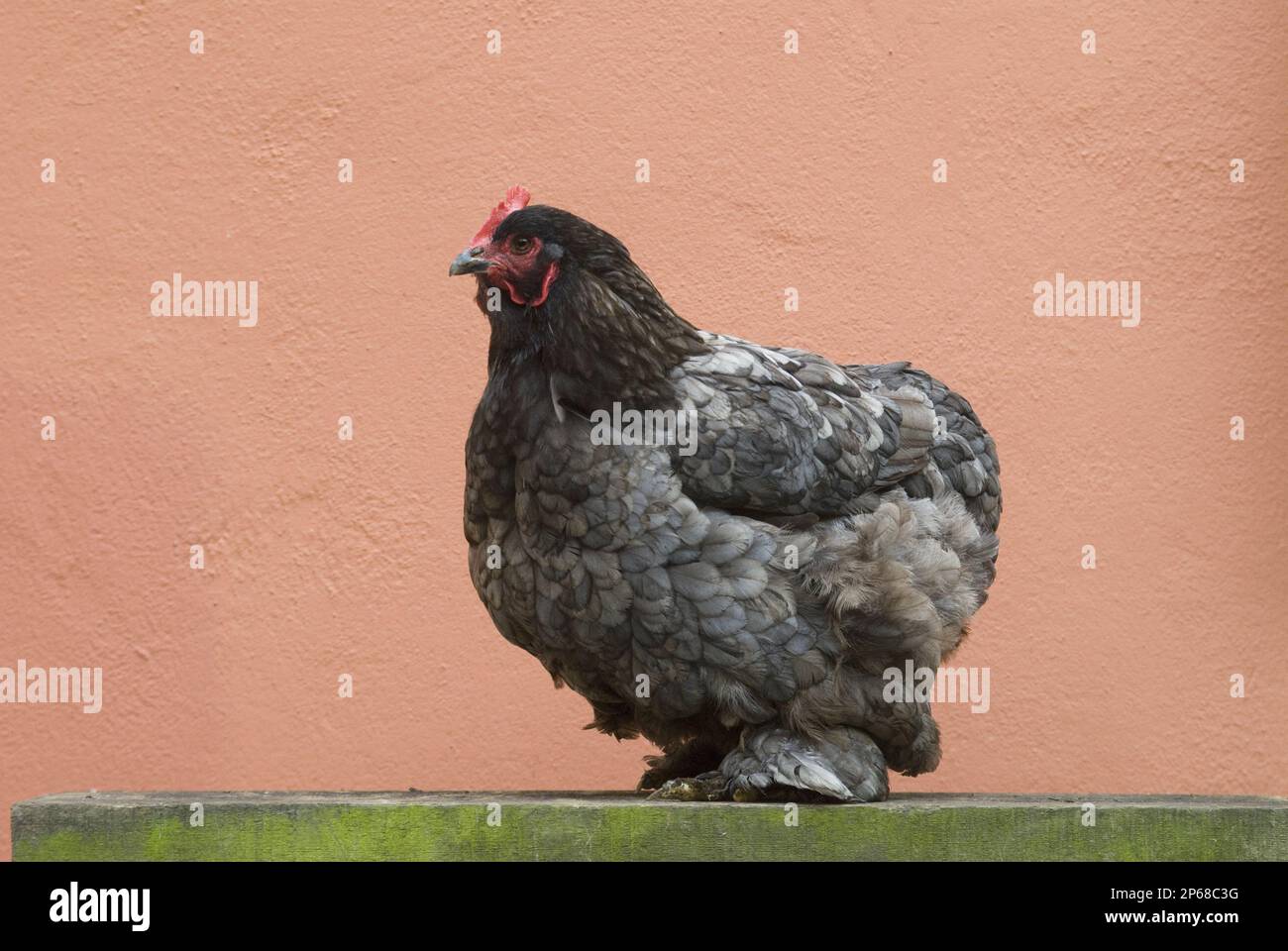 plump grey speckled hen perched on green shelf against terracotta wall, poultry chicken breeds Stock Photo