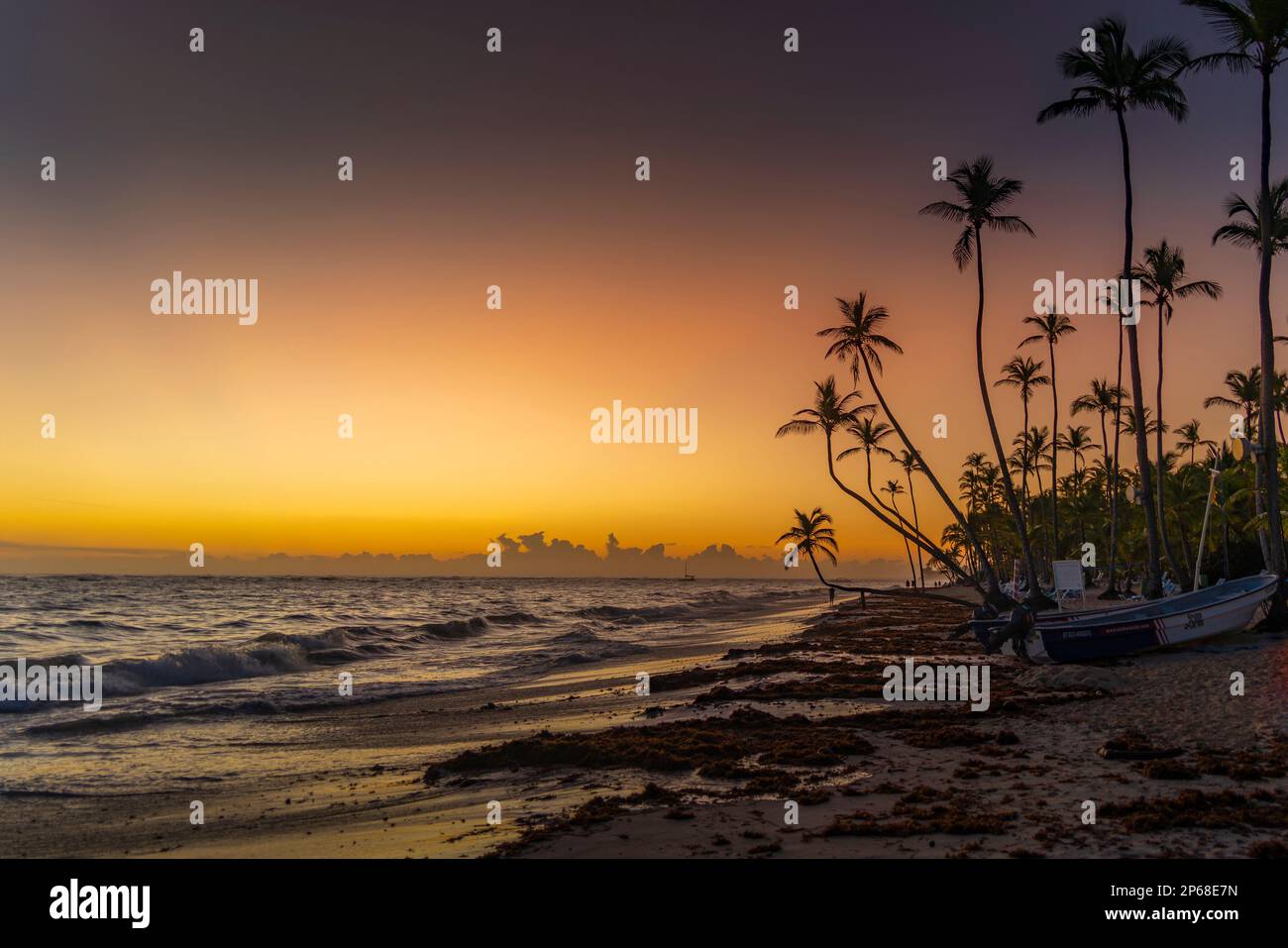 View of sea, beach and palm trees at sunrise, Bavaro Beach, Punta Cana ...