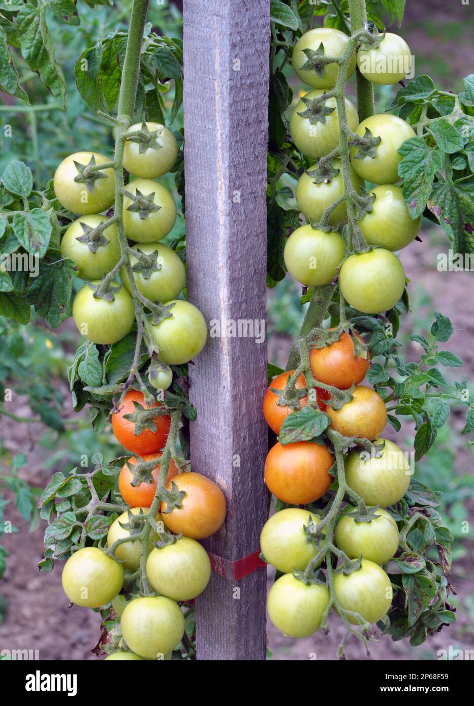 In the garden, cherry tomatoes grow in open ground Stock Photo - Alamy
