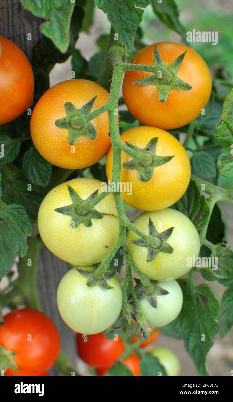 In the garden, cherry tomatoes grow in open ground Stock Photo - Alamy