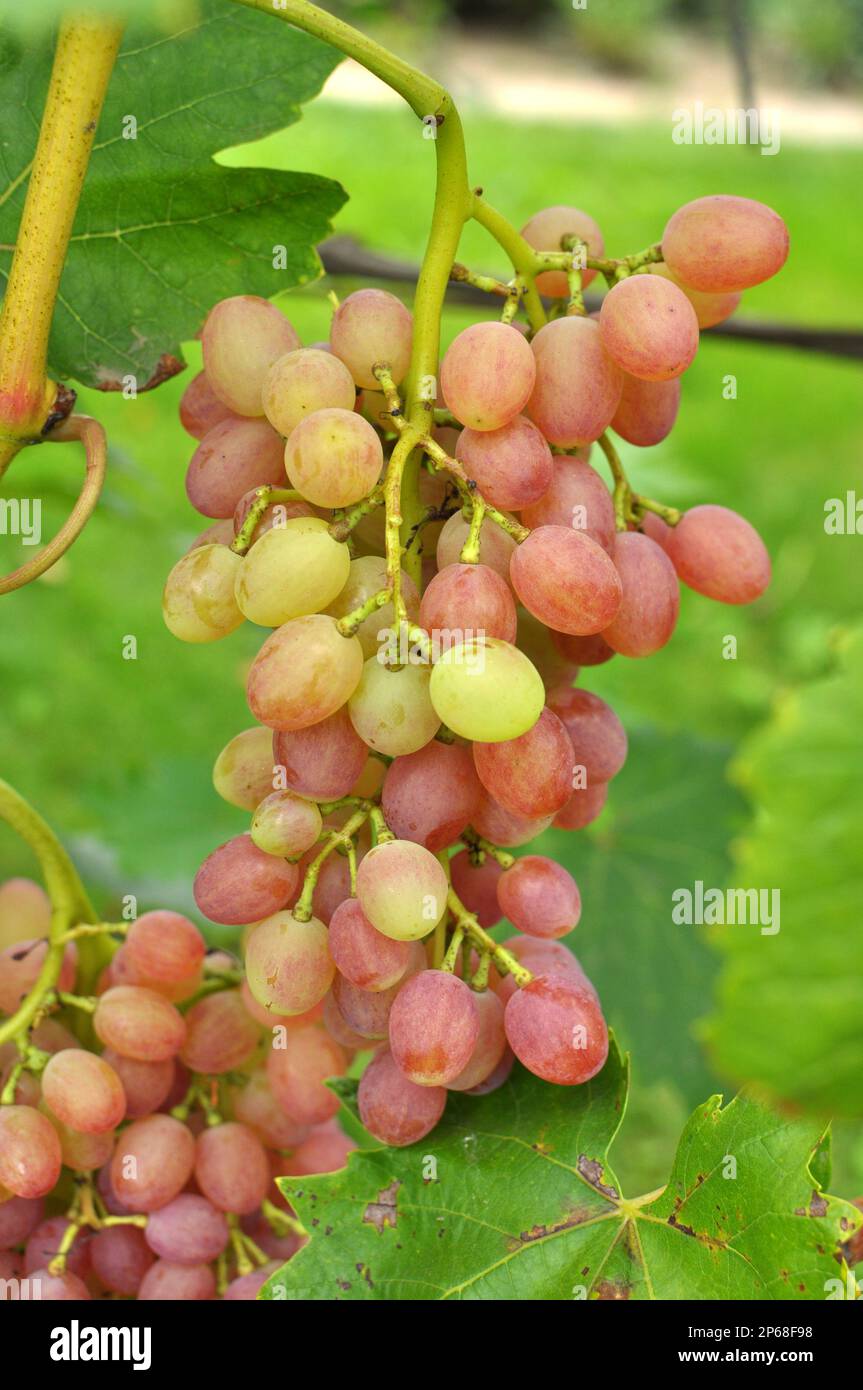 A bunch of grapes ripen on the branch of the bush Stock Photo - Alamy