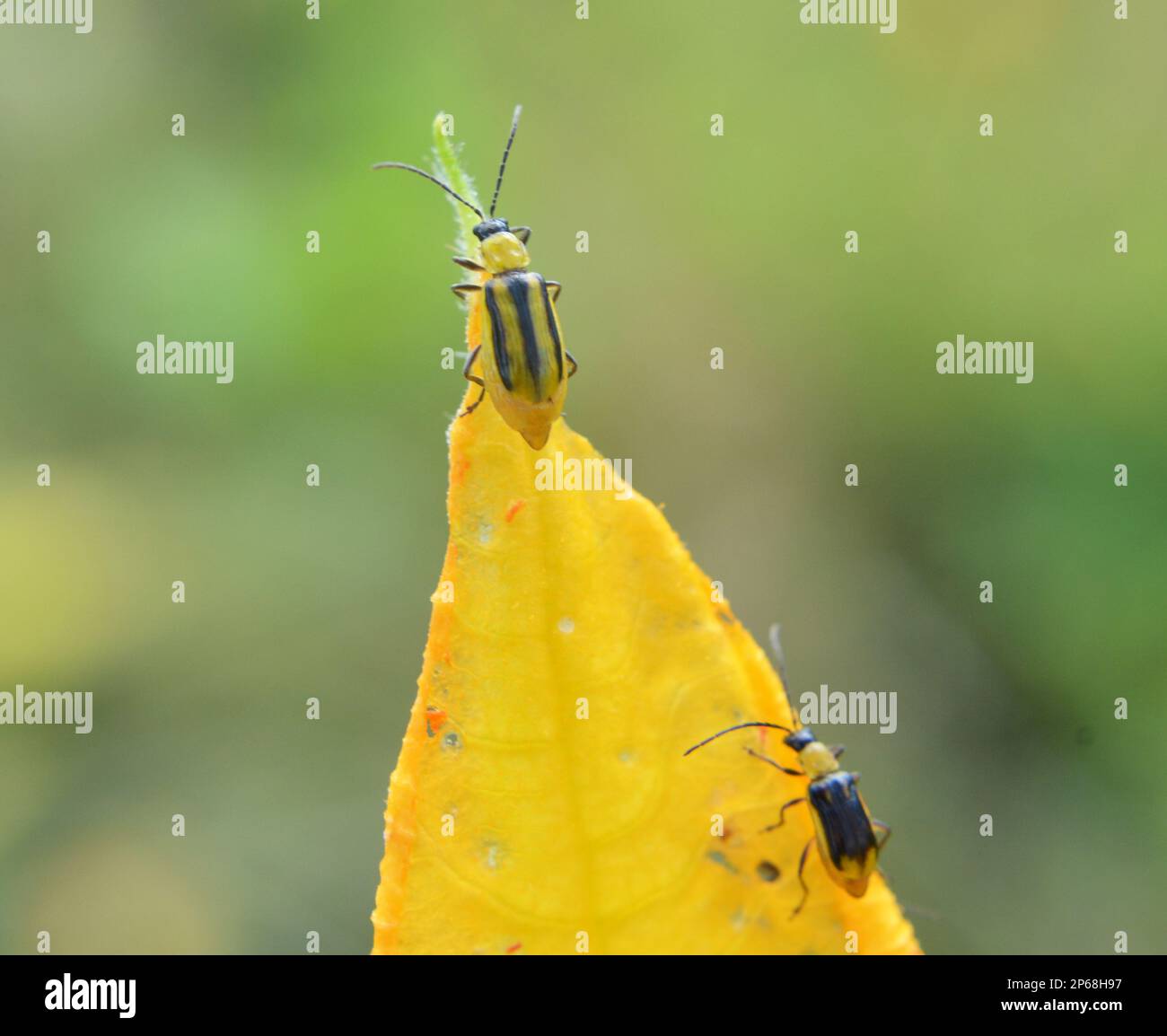 On the plant is a harmful insect Western corn beetle (Diabrotica