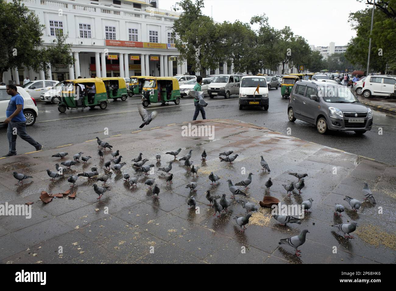 Pigeons in New Delhi Stock Photo Alamy