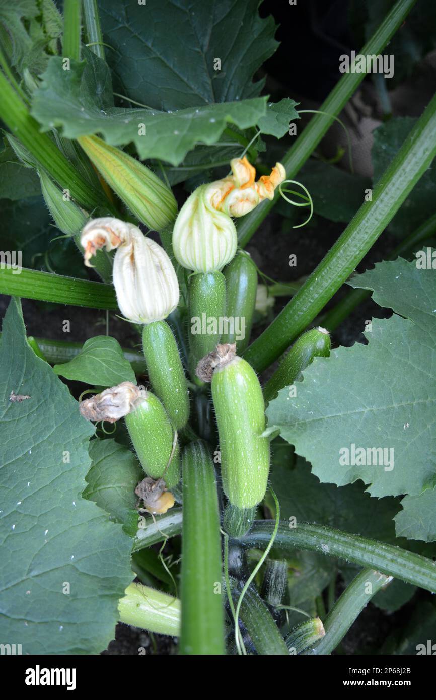 Courgette with fruits, flowers and leaves growing on the land Stock