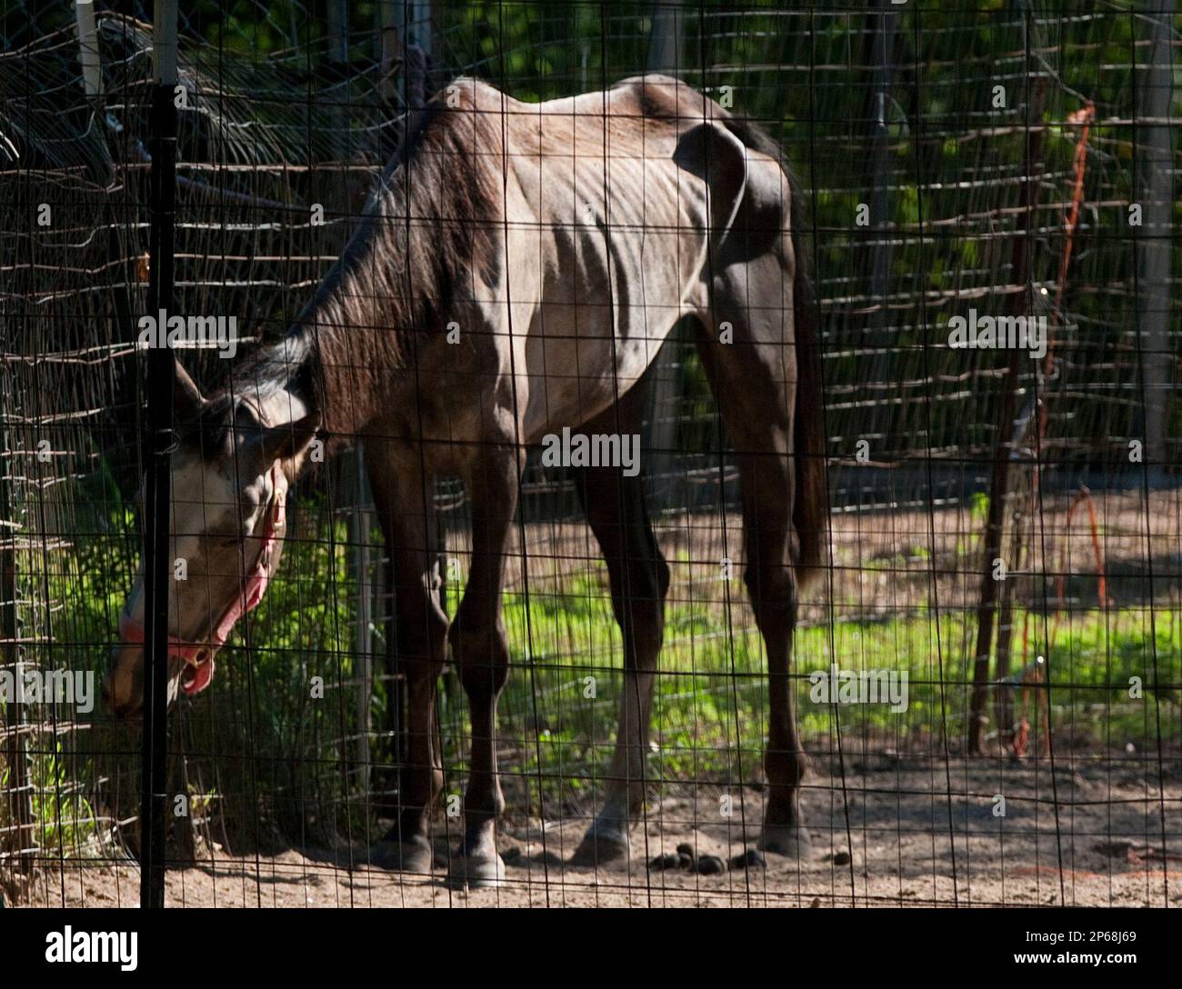 Malnourished animals are seen at a Liberty County home in the 100 block of  County Road 2802 is seen Wednesday, Aug. 8, 2012, in Cleveland, Texas. A  sheriff's deputy discovered a child