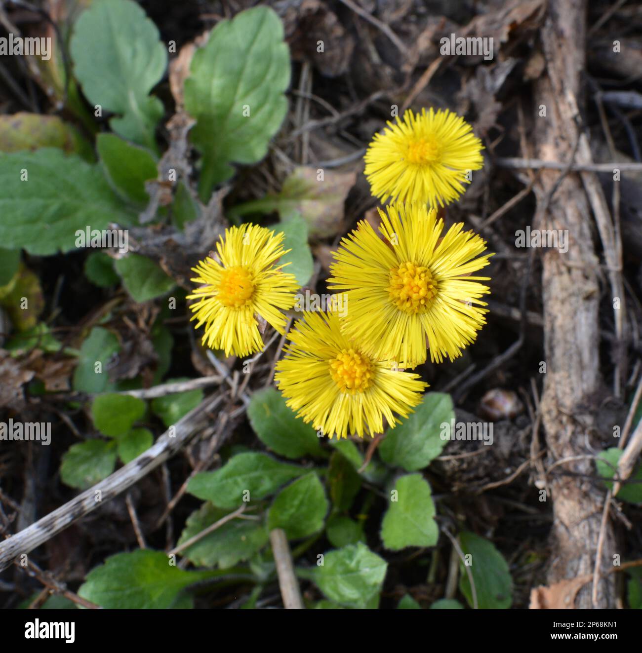 Does Coltsfoot Live In Alaska