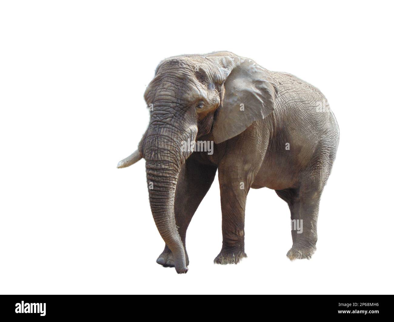 African elephant isolated on white background Stock Photo - Alamy