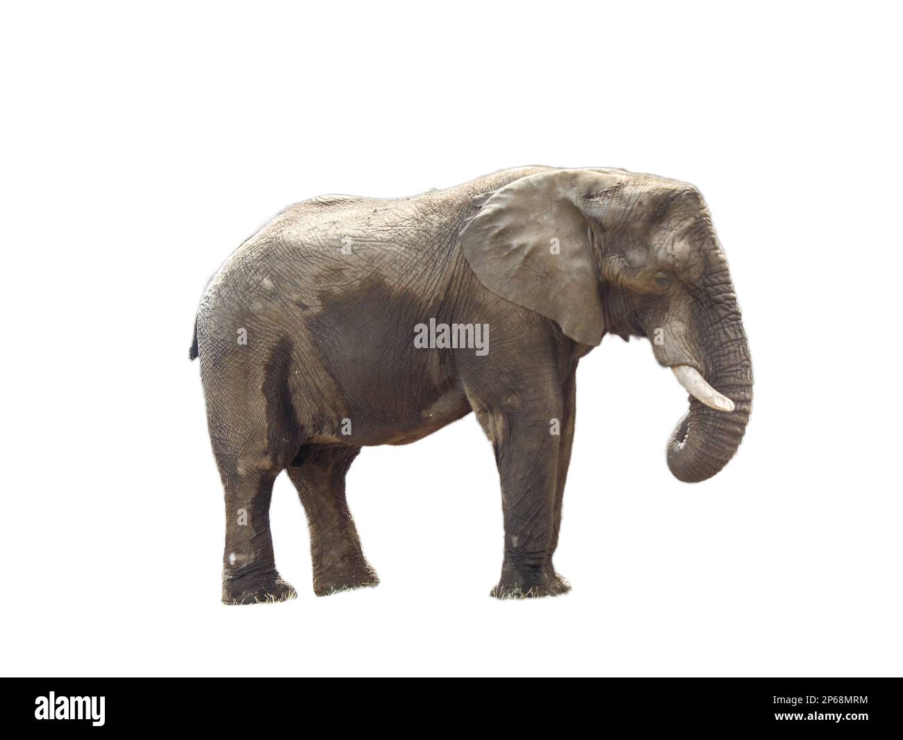 African elephant isolated on white background Stock Photo - Alamy