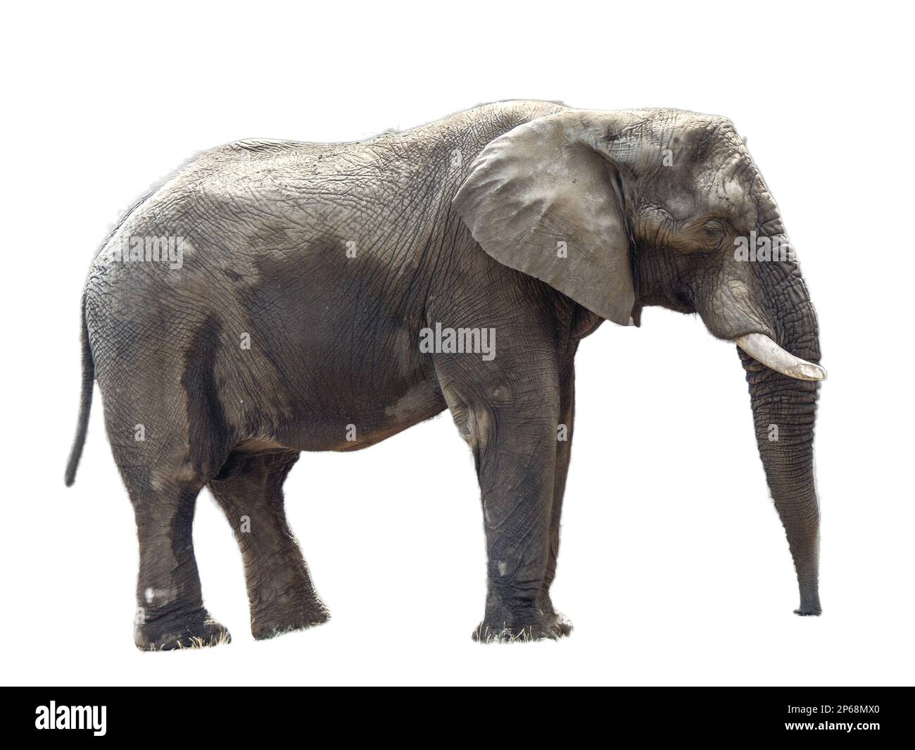 African elephant isolated on white background Stock Photo - Alamy