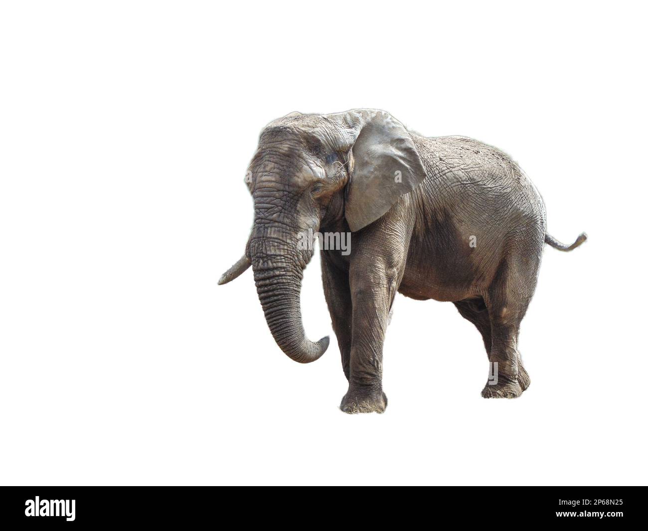 African elephant isolated on white background Stock Photo - Alamy